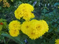 CIMG3244.webp