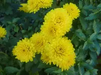 CIMG3245.webp