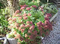 100_1245.webp