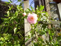 100_1256.webp