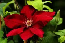 Clematis__rot__Kardinal_rouge.webp