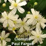 Clematis_Paul-Farges.webp