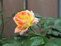 004.webp
