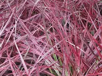 044.webp