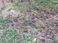Gartengetier.webp