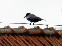 Krähe_1304.webp