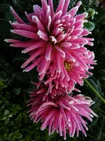 DSCN1416.webp