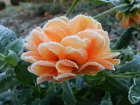 DSCN1426.webp