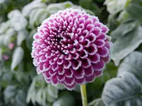DSCN1430.webp
