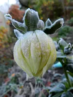 DSCN1427.webp