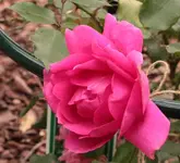 Pink cloud_131101.jpg