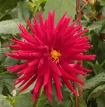 Dahlie rot131101.webp