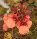 Elfenspiegel orange.webp
