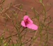 Elfenspiegel rosa.webp