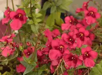 Elfenspiegel rot.webp