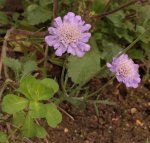 Scabiose 131101.jpg