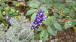 P1100513.webp