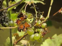 G_Trauben_Insekt2_11_2013_mr.ditschy.webp