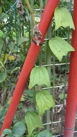 SN855055.webp