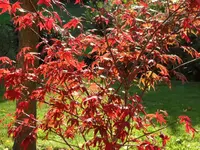 SAM_2402.webp