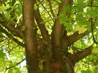 SAM_2404.webp