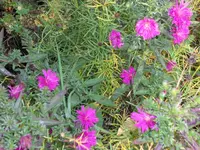 SAM_2408.webp