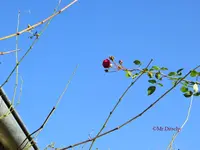 G_Letzte_Rose_11_2013_mr.ditschy.webp