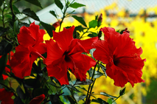 3 of a kind_1024.webp