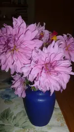 P1100520.webp