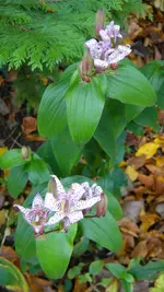 DSCN6005.webp