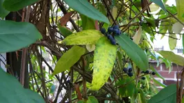 DSCN6023.webp