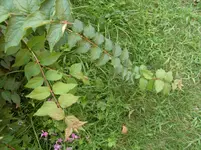 SDC12055.webp