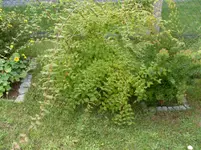 SDC12056.webp