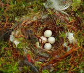 Blaumeisengelege1_1024.webp