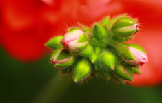 Geraniumknospe_1024.webp