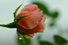 Rosenknospe im Regen3_1024.webp