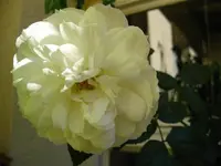 IMG_5103.webp