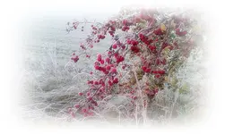 Erster Frost am 31.10.2013  (3).webp