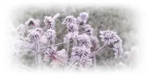 Erster Frost am 31.10.2013  (8).webp