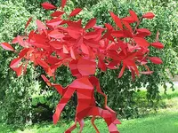 047.webp