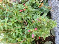 image.webp