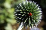 Distel marien 16.10.jpg