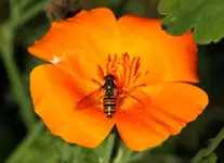 Mohn Besuch 2.webp
