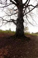 2013_1101Herbst0019 groß.webp