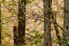 2013_1101Herbst0041 eichelhäher.webp