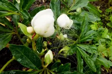 2013_1101Herbst0001 christrose.webp