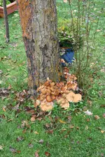 Apfelbaum.webp