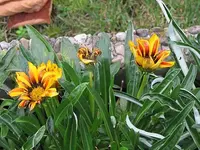 005.webp