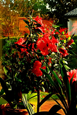 hibiscus covered in bloom_600.webp