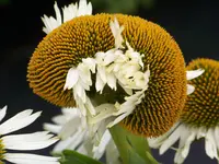 002.webp